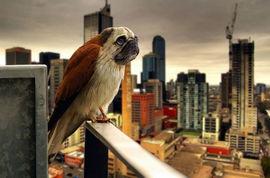 八哥说话爆料新闻是真的吗,新闻真实性揭秘